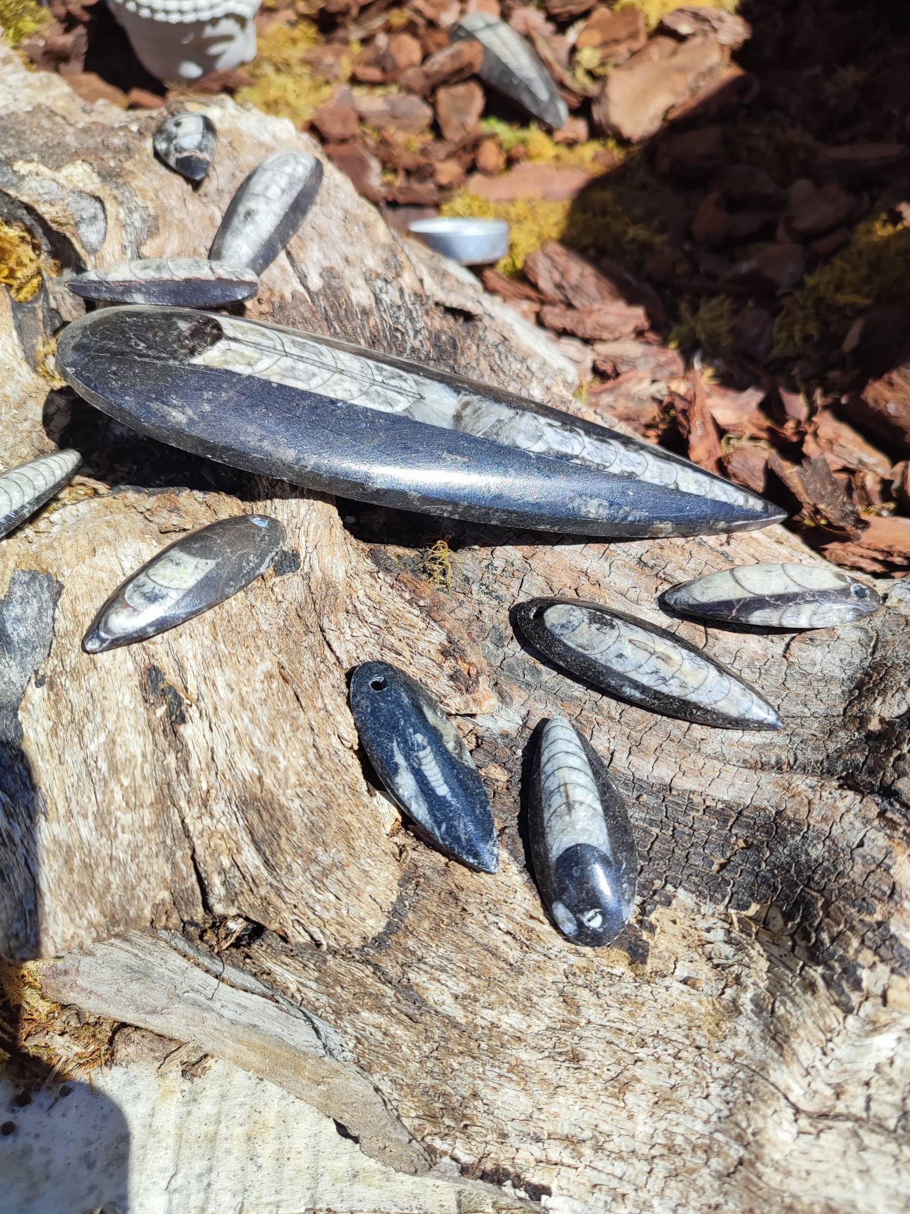 Pendentif en Orthoceras