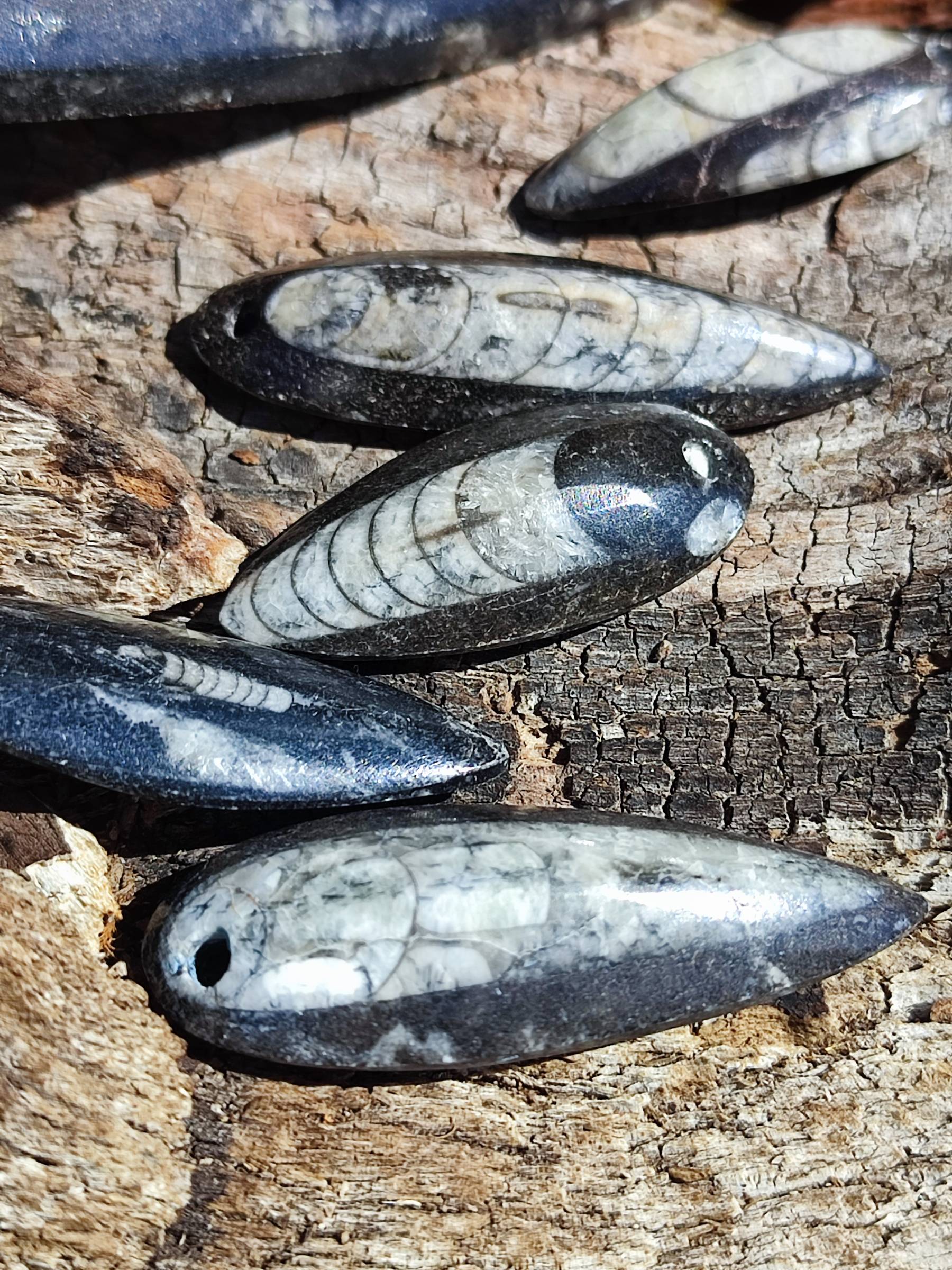 Pendentif en Orthoceras