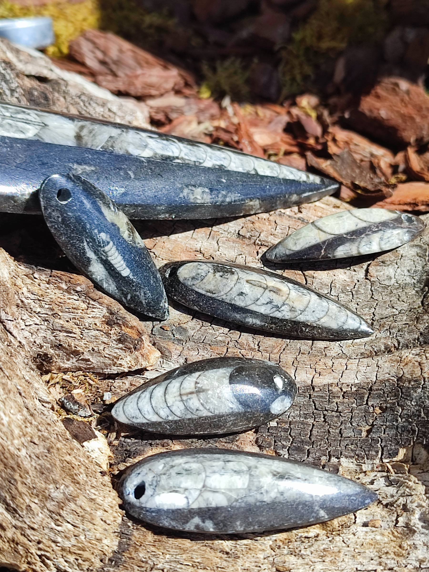 Pendentif en Orthoceras