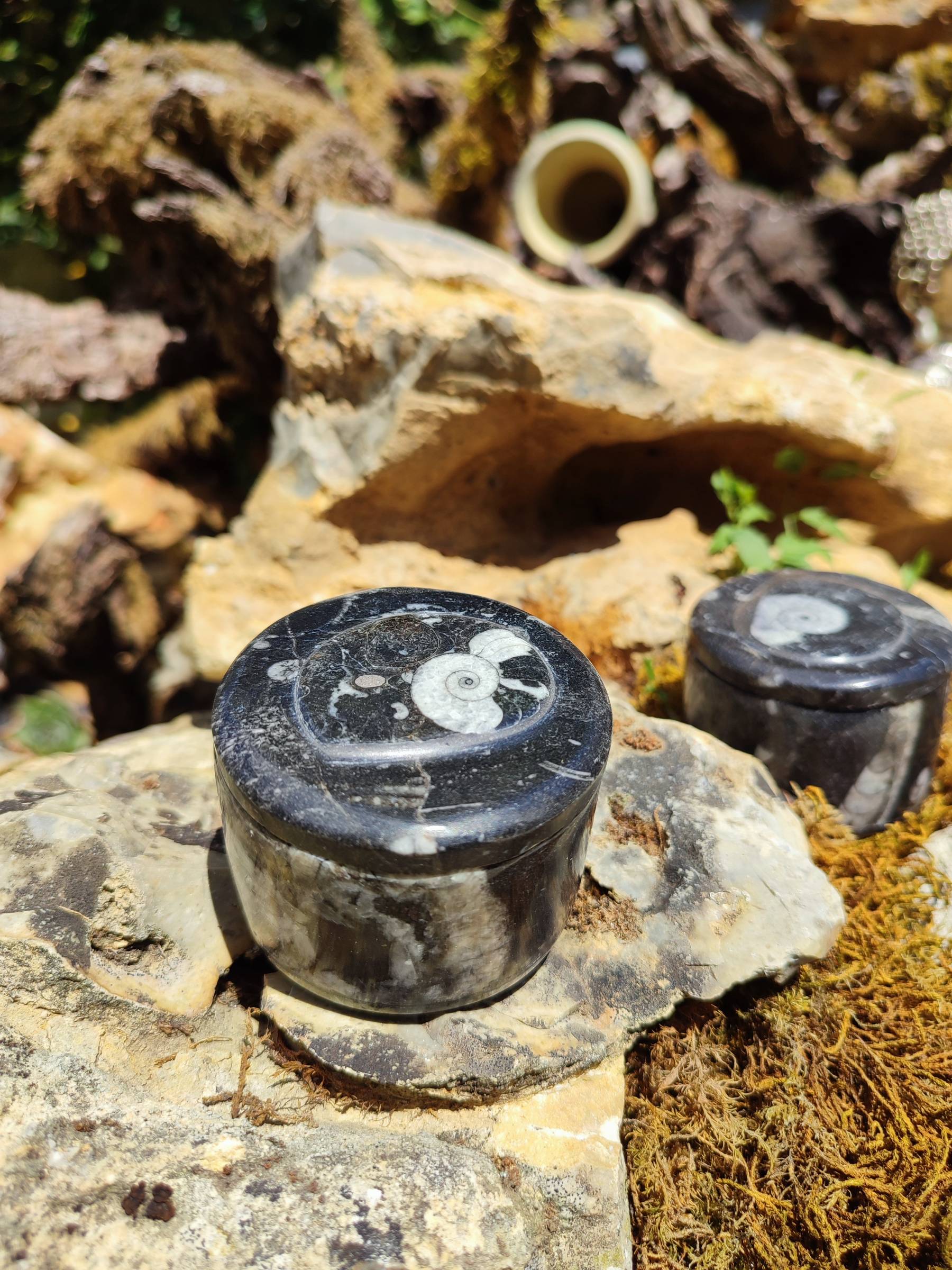 Boite à bijoux Orthocéras