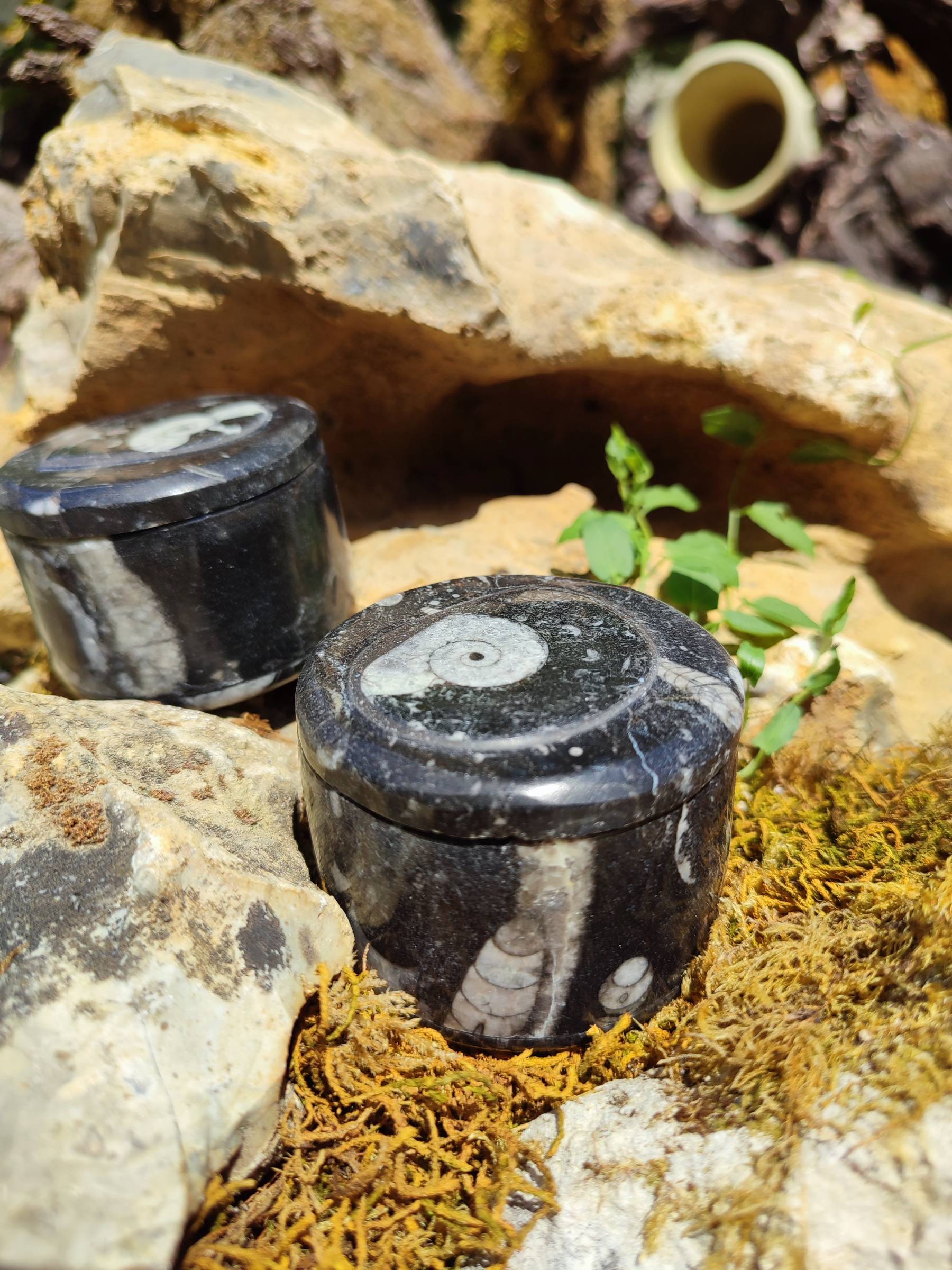 Boite à bijoux Orthocéras